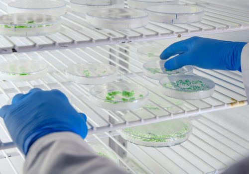 A closeup shot of a laboratory worker examining a green substance on petri dishes while conducting coronavirus research